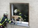 Feuerwehr rettet Hund aus verqualmter Wohnung 