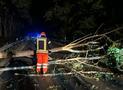 Baum auf Fahrbahn