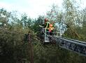 Baum auf Telefonüberlandleitung