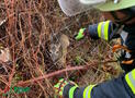 Feuerwehr Brilon befreit kleines Reh aus einem Zaun