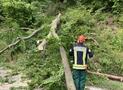 Baum auf Fahrbahn