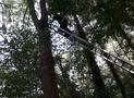 Tierrettung, Katze im Baum ca. 6m Höhe