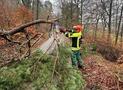 Baum auf Fahrbahn