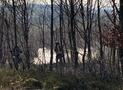 Entstehungsbrand im Wald