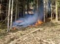 F 2 Wald - Entstehungsbrand im Wald